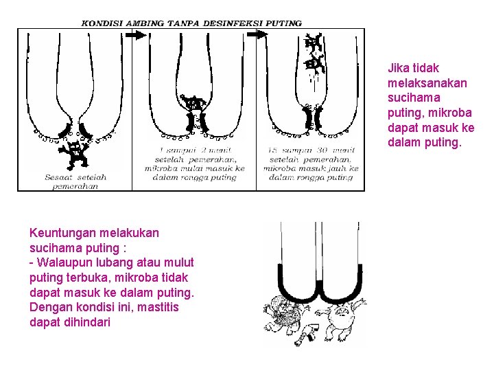 Jika tidak melaksanakan sucihama puting, mikroba dapat masuk ke dalam puting. Keuntungan melakukan sucihama