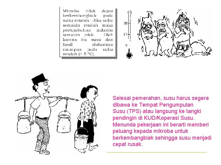 Selesai pemerahan, susu harus segera dibawa ke Tempat Pengumpulan Susu (TPS) atau langsung ke