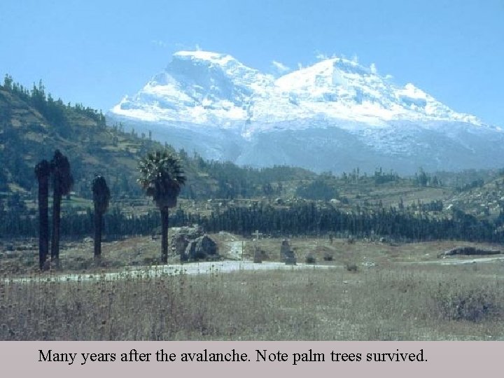 Many years after the avalanche. Note palm trees survived. 