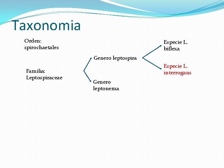 Taxonomia Orden: spirochaetales Especie L. biflexa Genero leptospira Familia: Leptospiraceae Especie L. interrogans Genero