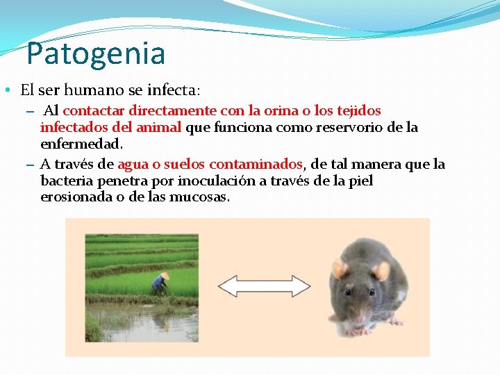 Patogenia • El ser humano se infecta: – Al contactar directamente con la orina
