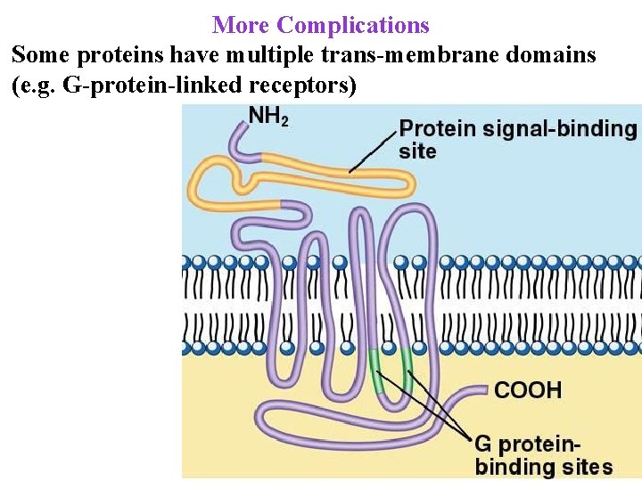 More Complications Some proteins have multiple trans-membrane domains (e. g. G-protein-linked receptors) 