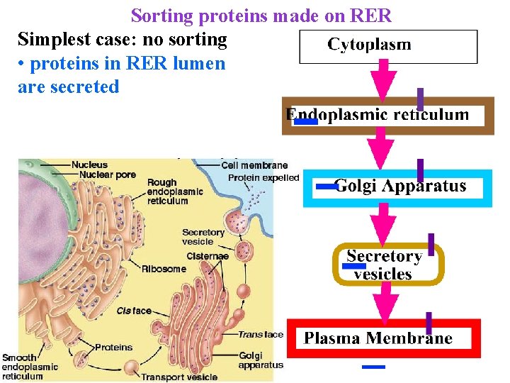 Sorting proteins made on RER Simplest case: no sorting • proteins in RER lumen