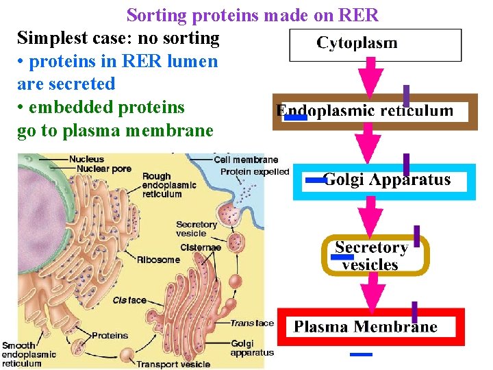 Sorting proteins made on RER Simplest case: no sorting • proteins in RER lumen