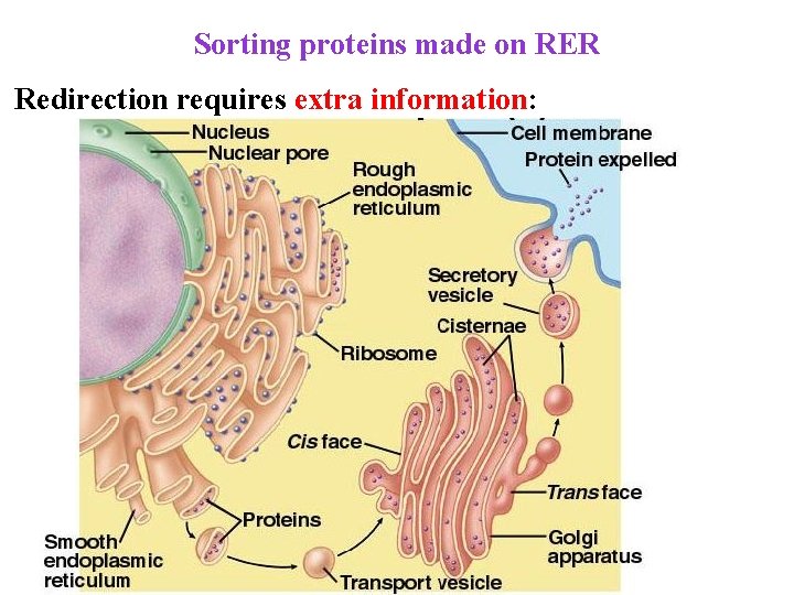 Sorting proteins made on RER Redirection requires extra information: 