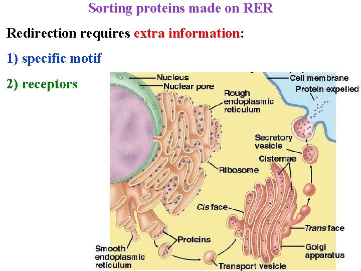 Sorting proteins made on RER Redirection requires extra information: 1) specific motif 2) receptors