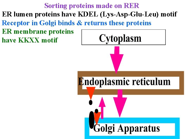 Sorting proteins made on RER ER lumen proteins have KDEL (Lys-Asp-Glu-Leu) motif Receptor in