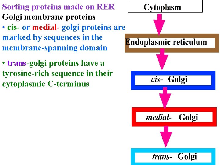 Sorting proteins made on RER Golgi membrane proteins • cis- or medial- golgi proteins