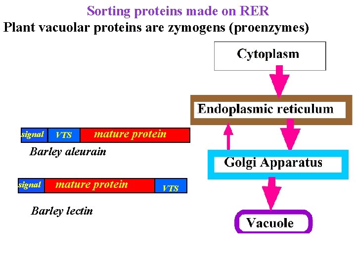 Sorting proteins made on RER Plant vacuolar proteins are zymogens (proenzymes) mature protein Barley