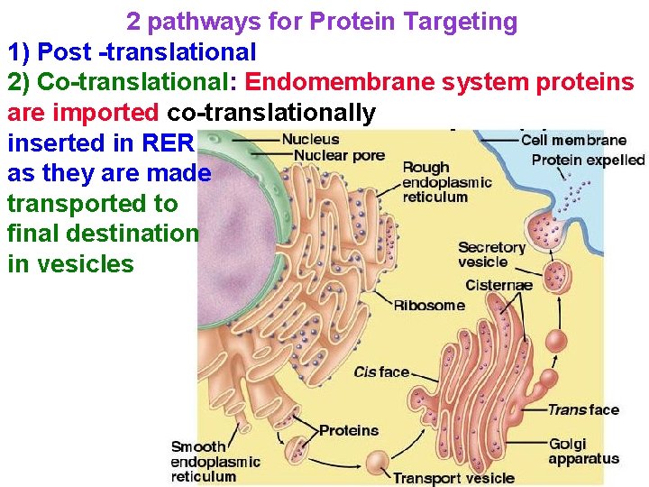 2 pathways for Protein Targeting 1) Post -translational 2) Co-translational: Endomembrane system proteins are