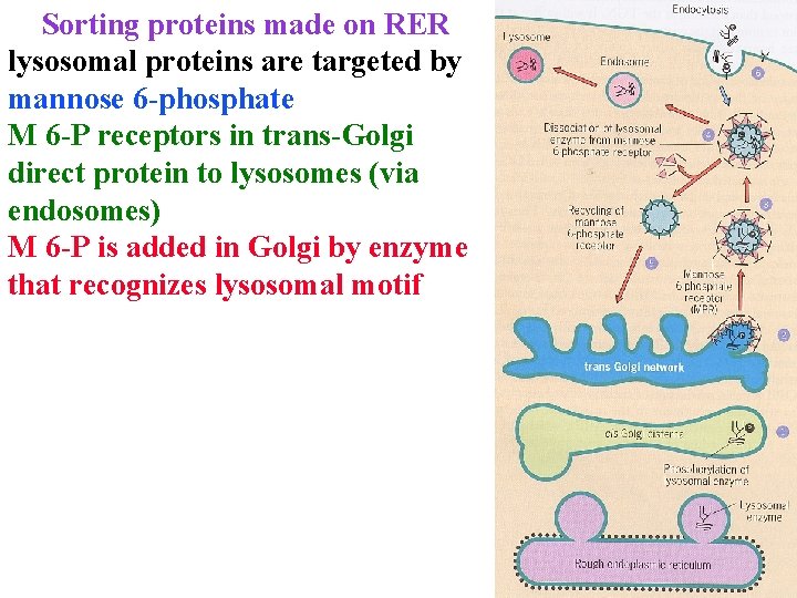 Sorting proteins made on RER lysosomal proteins are targeted by mannose 6 -phosphate M