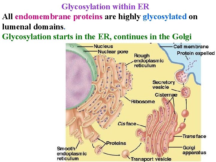 Glycosylation within ER All endomembrane proteins are highly glycosylated on lumenal domains. Glycosylation starts