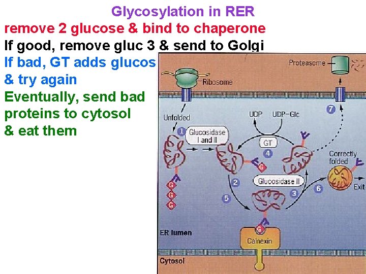 Glycosylation in RER remove 2 glucose & bind to chaperone If good, remove gluc