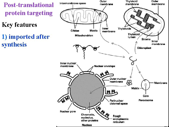 Post-translational protein targeting Key features 1) imported after synthesis 