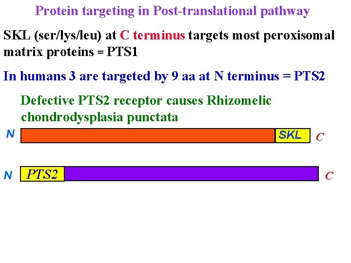 Protein targeting in Post-translational pathway SKL (ser/lys/leu) at C terminus targets most peroxisomal matrix