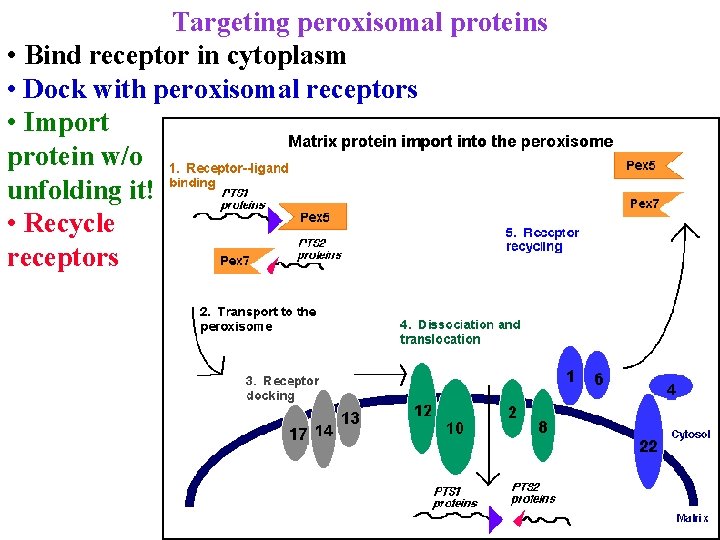 Targeting peroxisomal proteins • Bind receptor in cytoplasm • Dock with peroxisomal receptors •