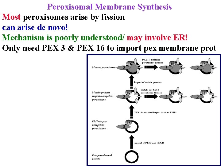 Peroxisomal Membrane Synthesis Most peroxisomes arise by fission can arise de novo! Mechanism is