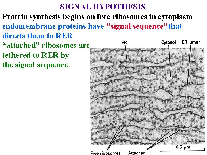 SIGNAL HYPOTHESIS Protein synthesis begins on free ribosomes in cytoplasm endomembrane proteins have "signal