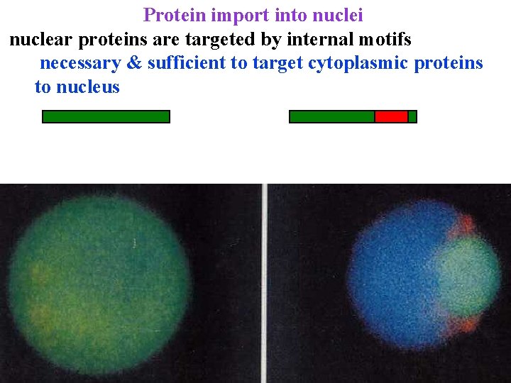 Protein import into nuclei nuclear proteins are targeted by internal motifs necessary & sufficient
