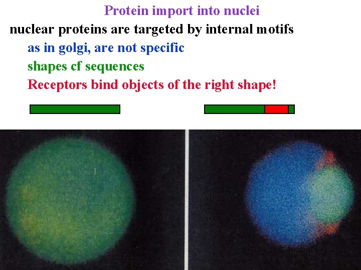 Protein import into nuclei nuclear proteins are targeted by internal motifs as in golgi,