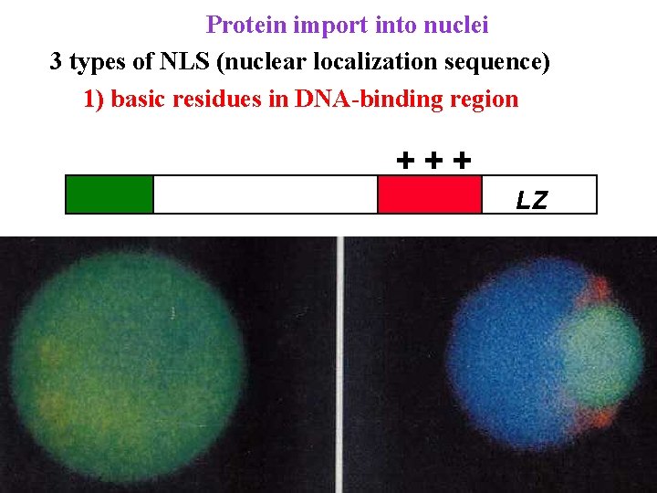 Protein import into nuclei 3 types of NLS (nuclear localization sequence) 1) basic residues