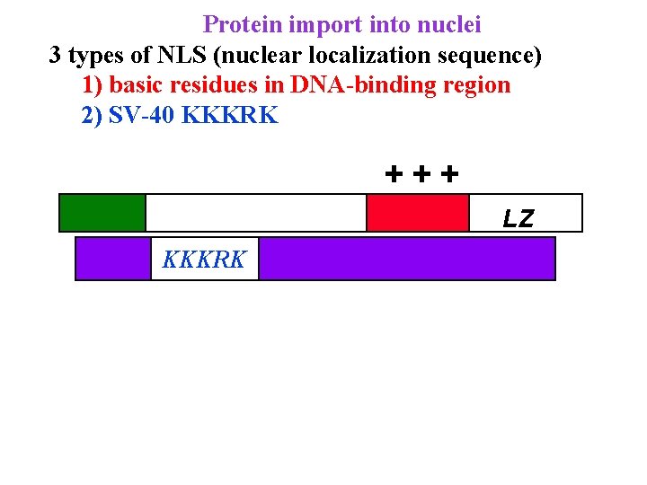 Protein import into nuclei 3 types of NLS (nuclear localization sequence) 1) basic residues