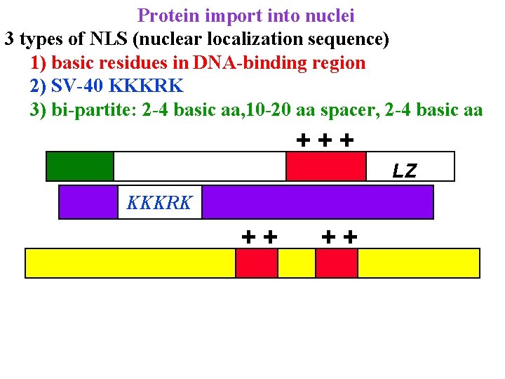 Protein import into nuclei 3 types of NLS (nuclear localization sequence) 1) basic residues