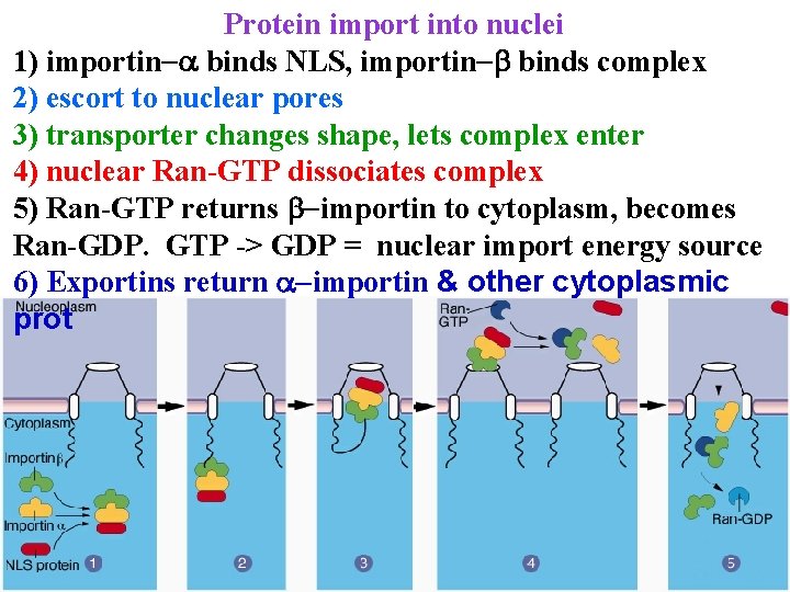 Protein import into nuclei 1) importin-a binds NLS, importin-b binds complex 2) escort to