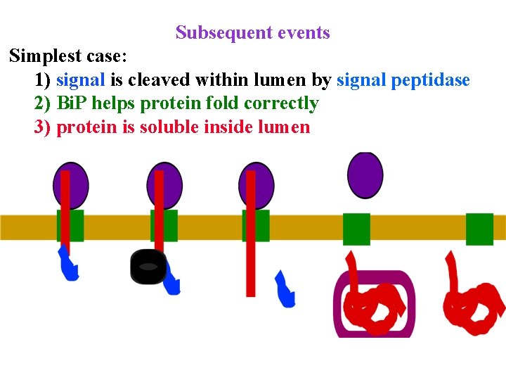 Subsequent events Simplest case: 1) signal is cleaved within lumen by signal peptidase 2)