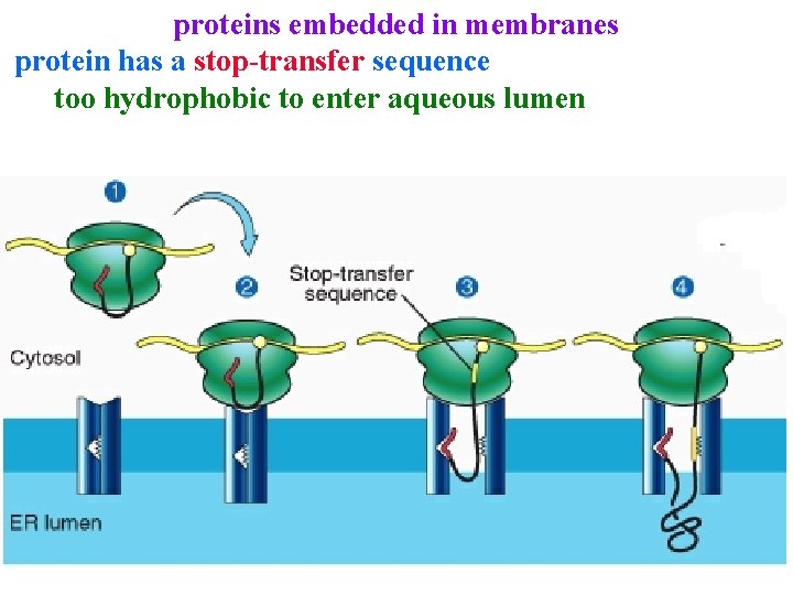 proteins embedded in membranes protein has a stop-transfer sequence too hydrophobic to enter aqueous