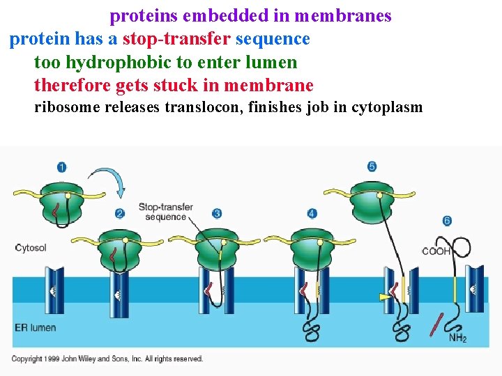 proteins embedded in membranes protein has a stop-transfer sequence too hydrophobic to enter lumen