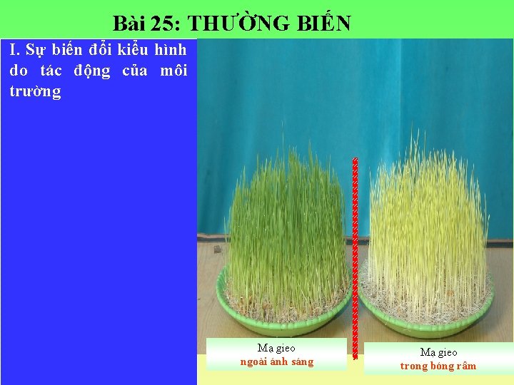 Bài 25: THƯỜNG BIẾN I. Sự biến đổi kiểu hình do tác động của
