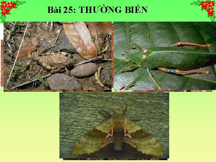 Bài 25: THƯỜNG BIẾN 