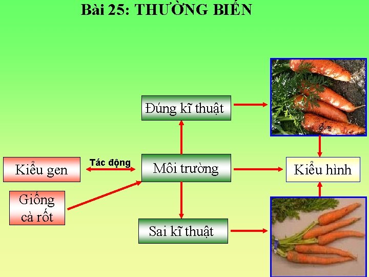 Bài 25: THƯỜNG BIẾN Đúng kĩ thuật Kiểu gen Giống cà rốt Tác động