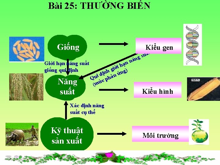 Bài 25: THƯỜNG BIẾN Giống Giới hạn năng suất giống qui định Năng suất