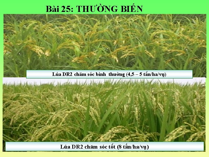 Bài 25: THƯỜNG BIẾN Lúa DR 2 chăm sóc bình thường (4, 5 –
