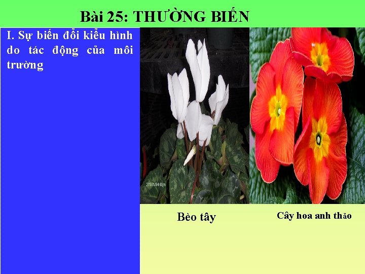 Bài 25: THƯỜNG BIẾN I. Sự biến đổi kiểu hình do tác động của