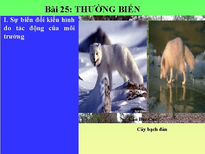 Bài 25: THƯỜNG BIẾN I. Sự biến đổi kiểu hình do tác động của