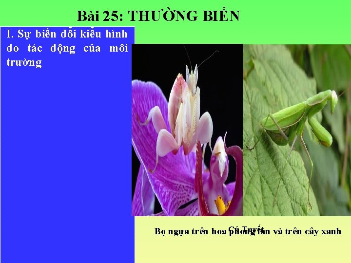 Bài 25: THƯỜNG BIẾN I. Sự biến đổi kiểu hình do tác động của