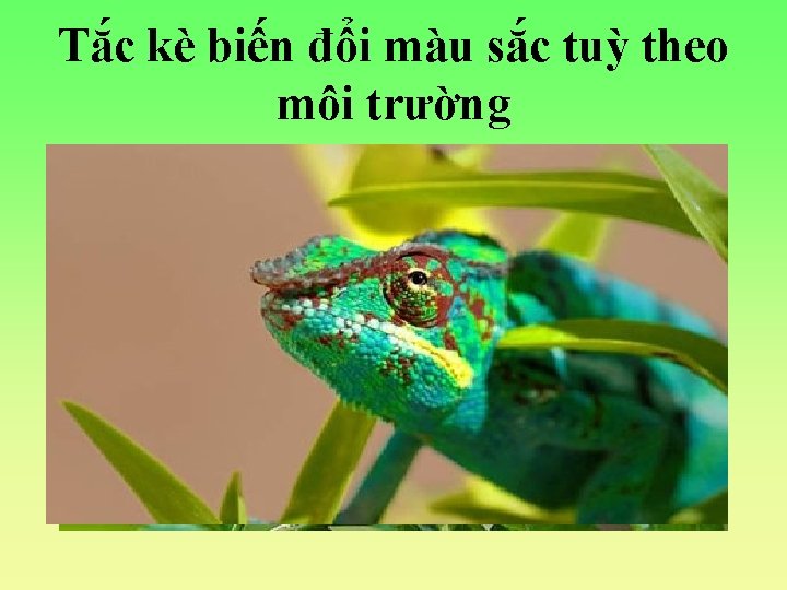 Tắc kè biến đổi màu sắc tuỳ theo môi trường 