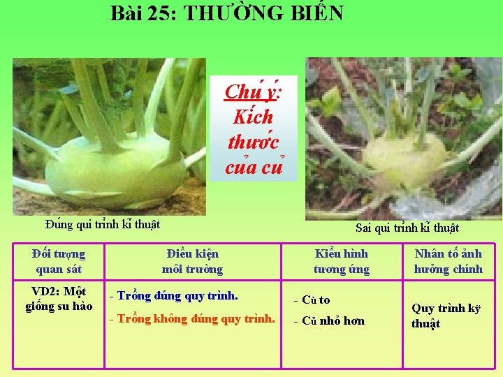 Bài 25: THƯỜNG BIẾN Chu y : Ki ch thươ c cu a cu
