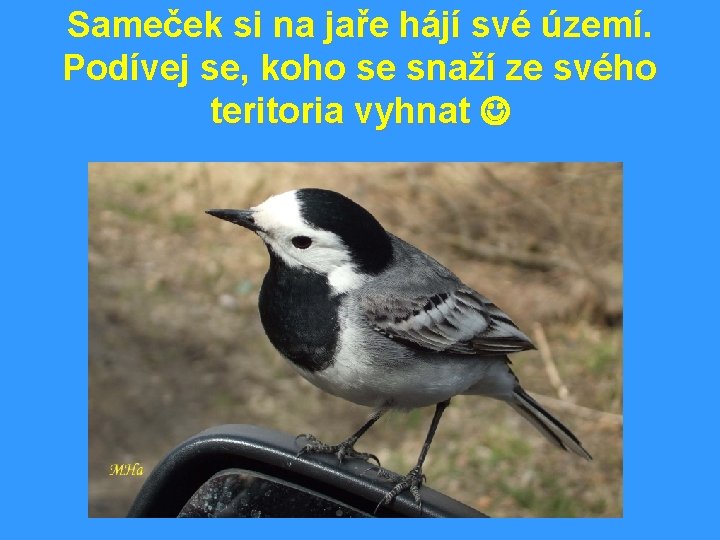 Sameček si na jaře hájí své území. Podívej se, koho se snaží ze svého