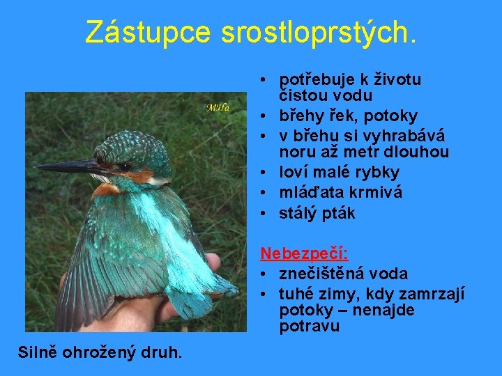 Zástupce srostloprstých. • potřebuje k životu čistou vodu • břehy řek, potoky • v