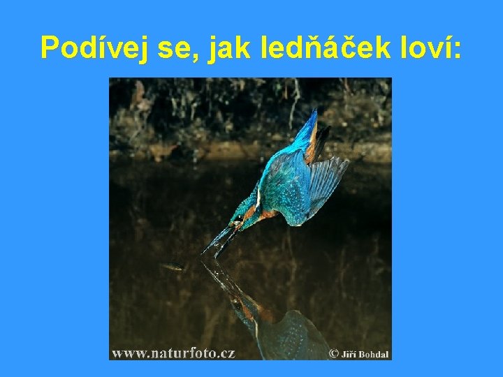 Podívej se, jak ledňáček loví: 