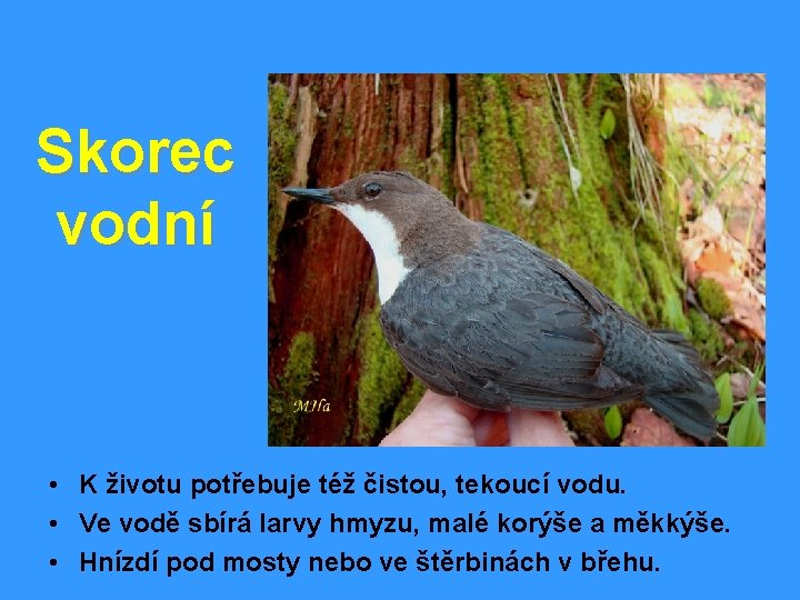 Skorec vodní • K životu potřebuje též čistou, tekoucí vodu. • Ve vodě sbírá