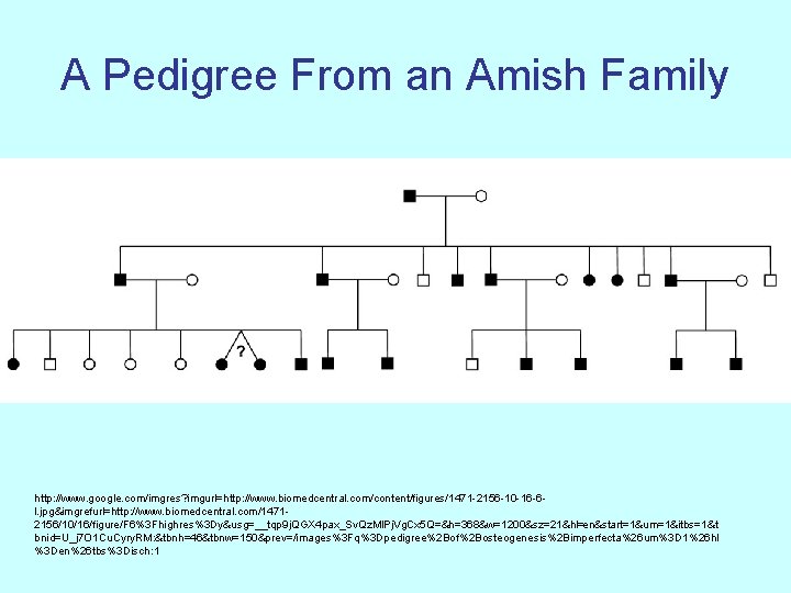 A Pedigree From an Amish Family http: //www. google. com/imgres? imgurl=http: //www. biomedcentral. com/content/figures/1471