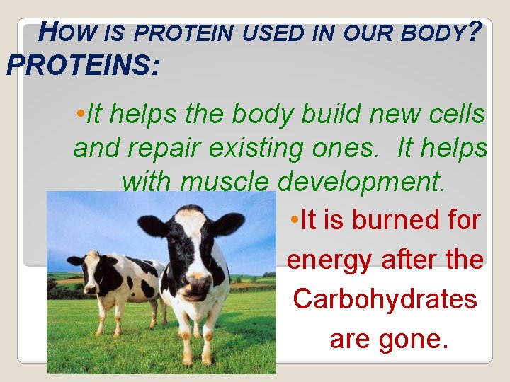 HOW IS PROTEIN USED IN OUR BODY? PROTEINS: • It helps the body build