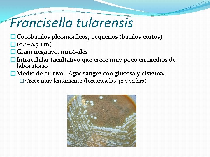 Francisella tularensis �Cocobacilos pleomórficos, pequeños (bacilos cortos) �(0. 2– 0. 7 µm) �Gram negativo,