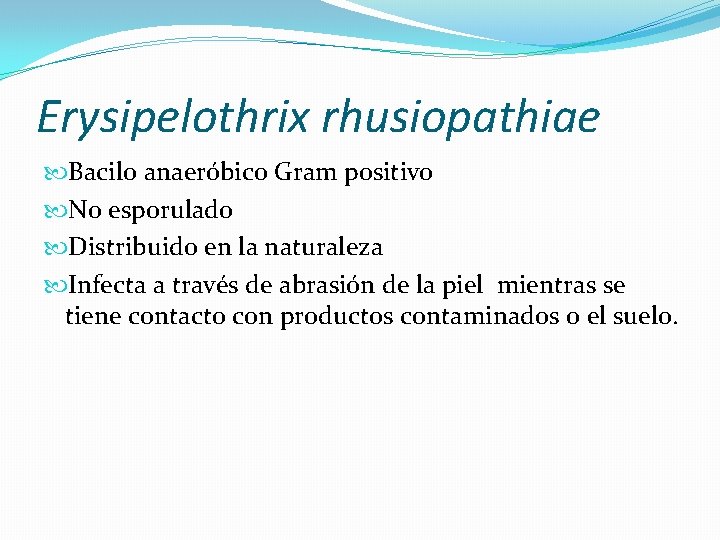 Erysipelothrix rhusiopathiae Bacilo anaeróbico Gram positivo No esporulado Distribuido en la naturaleza Infecta a