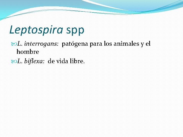 Leptospira spp L. interrogans: patógena para los animales y el hombre L. biflexa: de